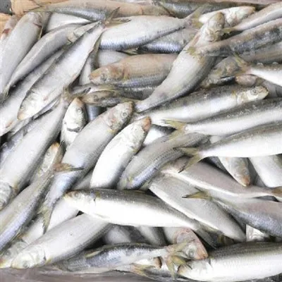 Sardiini koko kierros